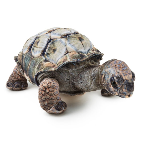 Aldabra Tortoise 31 cm - ADA