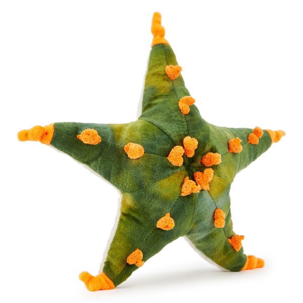 Knobbly Sea Star Green & Orange 31 cm - RUBY