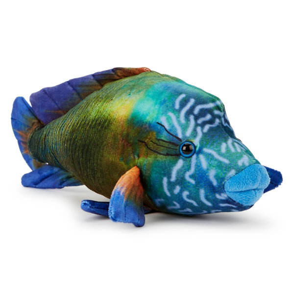 Napoleon Wrasse 31 cm - JOANA