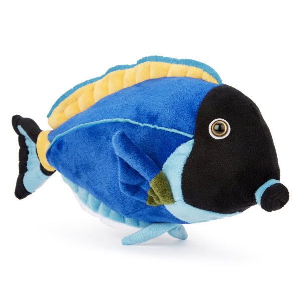 Powder Blue Surgeonfish 31 cm - FIONA