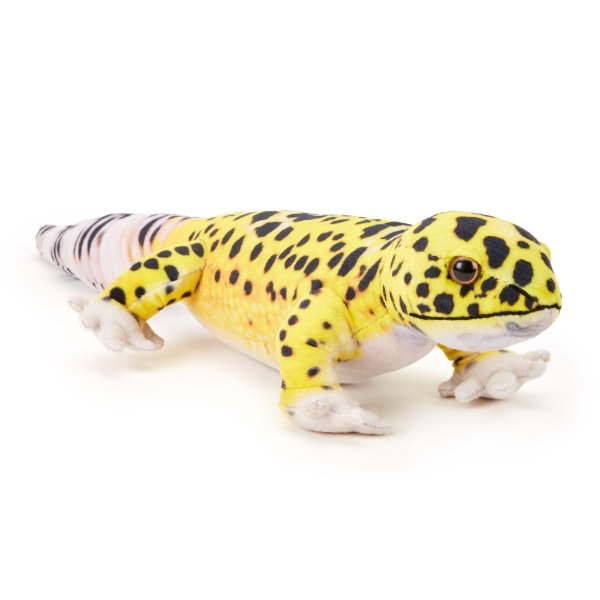 Leopard Gecko 48cm - LEO