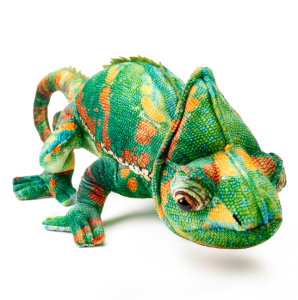 Chameleon Green 55 cm - ETHAN