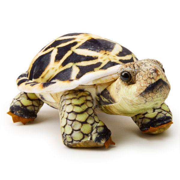 Star Tortoise 26 cm - SUMMER